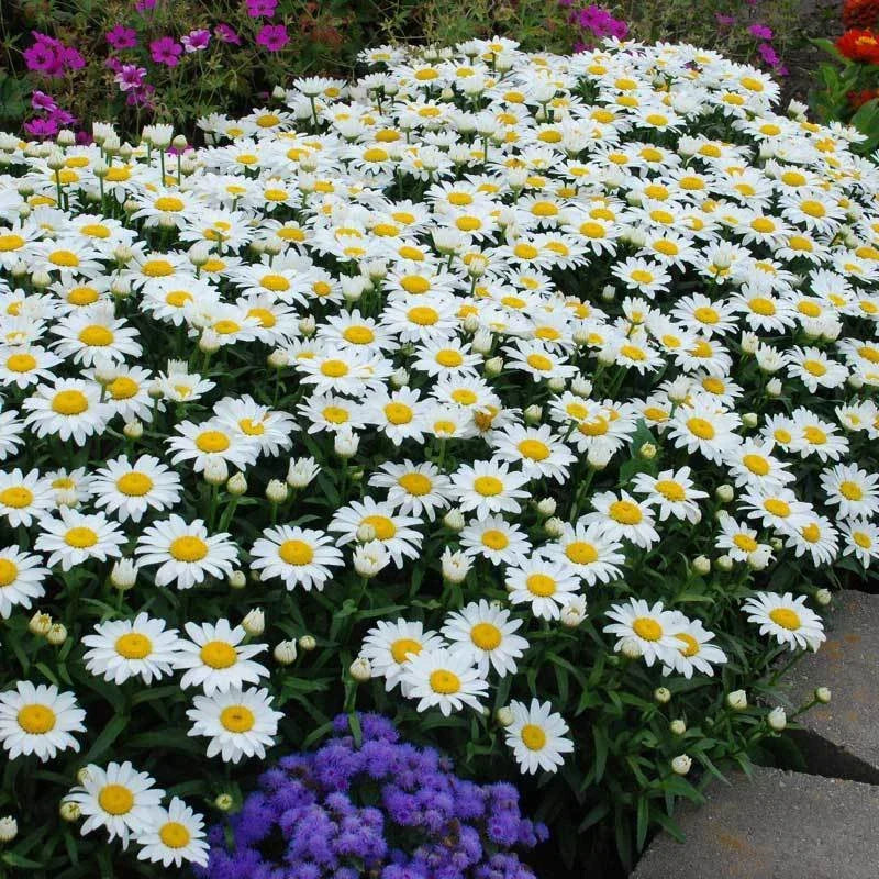 Dwarf Daisy Seeds - 100 Fresh Leucanthemum paludosum - Perennial Flower Seeds for Garden, Attracts Pollinators, Low Maintenance
