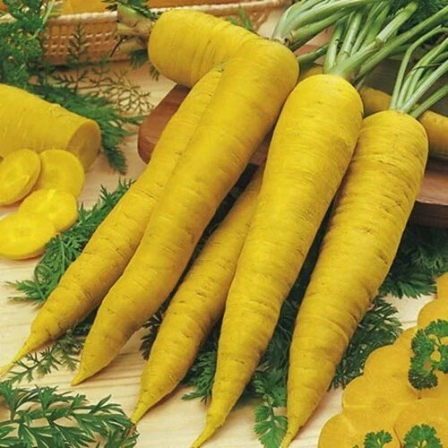 Solar Yellow Carrot Seeds - Heirloom Variety - Rare Colorful Daucus carota - 100, 300, 1000, 2000 Seeds