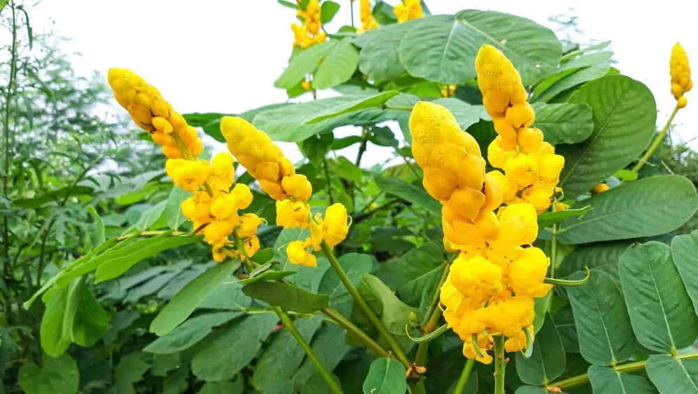 Emperors Candlesticks Wildflower Seeds - 30 Seeds - Senna alata - Non-GMO Yellow Blooms for Garden & Pollinators