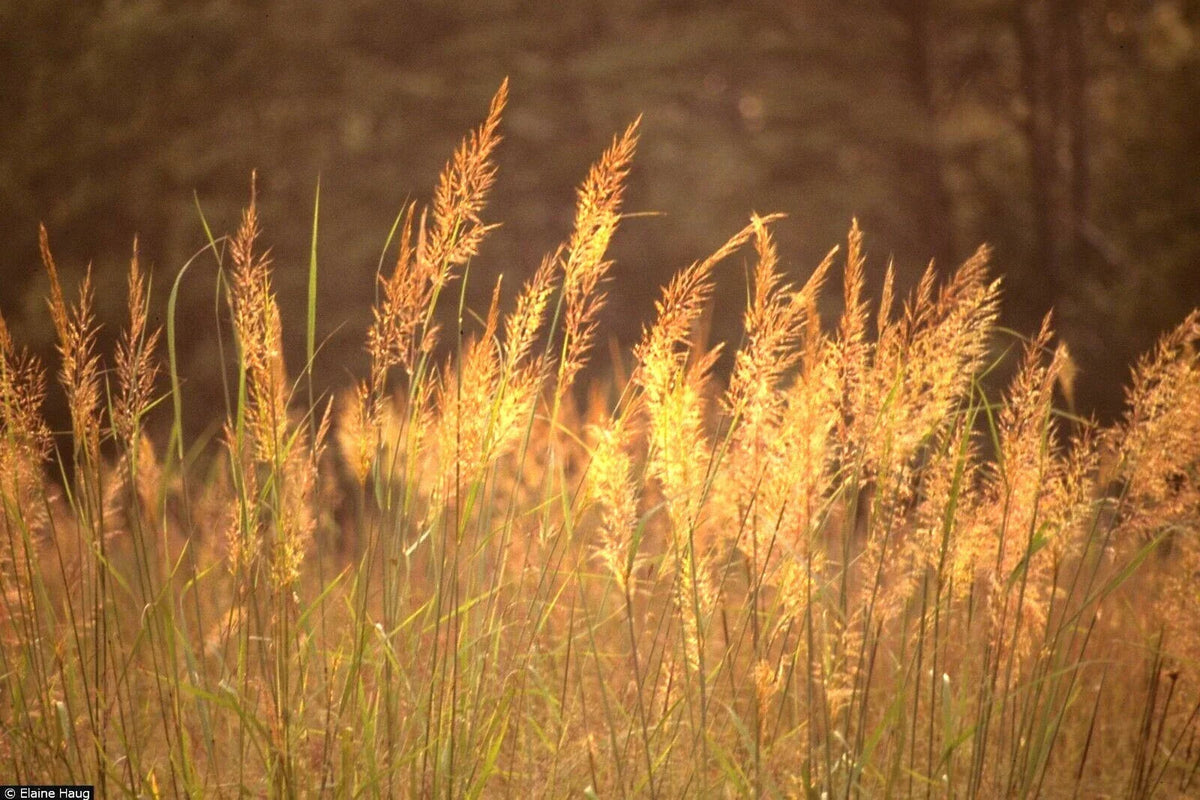 Indian Grass Seeds - 501+ Pack - Heat & Cold Tolerant Native Prairie Wildflower - Sorghastrum nutans - Eco-Friendly Gardening