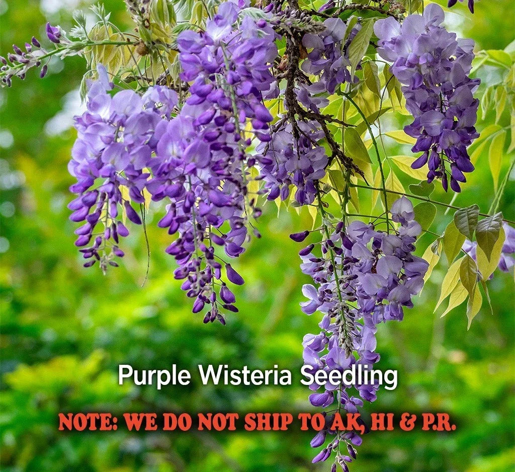 Purple Wisteria Seedling in 2.5" Pot – Wisteria sinensis – Vibrant Purple Flowers for Garden Decor and Privacy