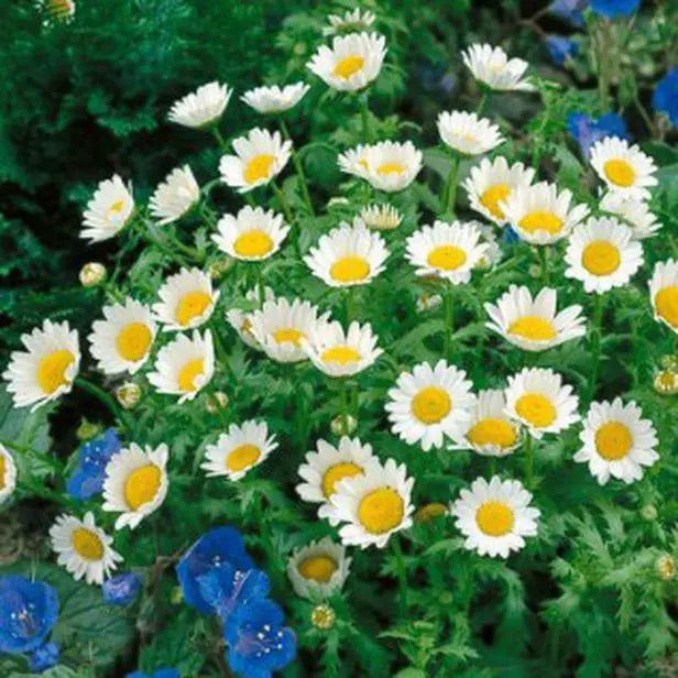 Creeping Daisy Seeds - 215 Seeds - Dwarf Ground Cover - Engelmannia peristenia - Vibrant Yellow Flowers for Gardens