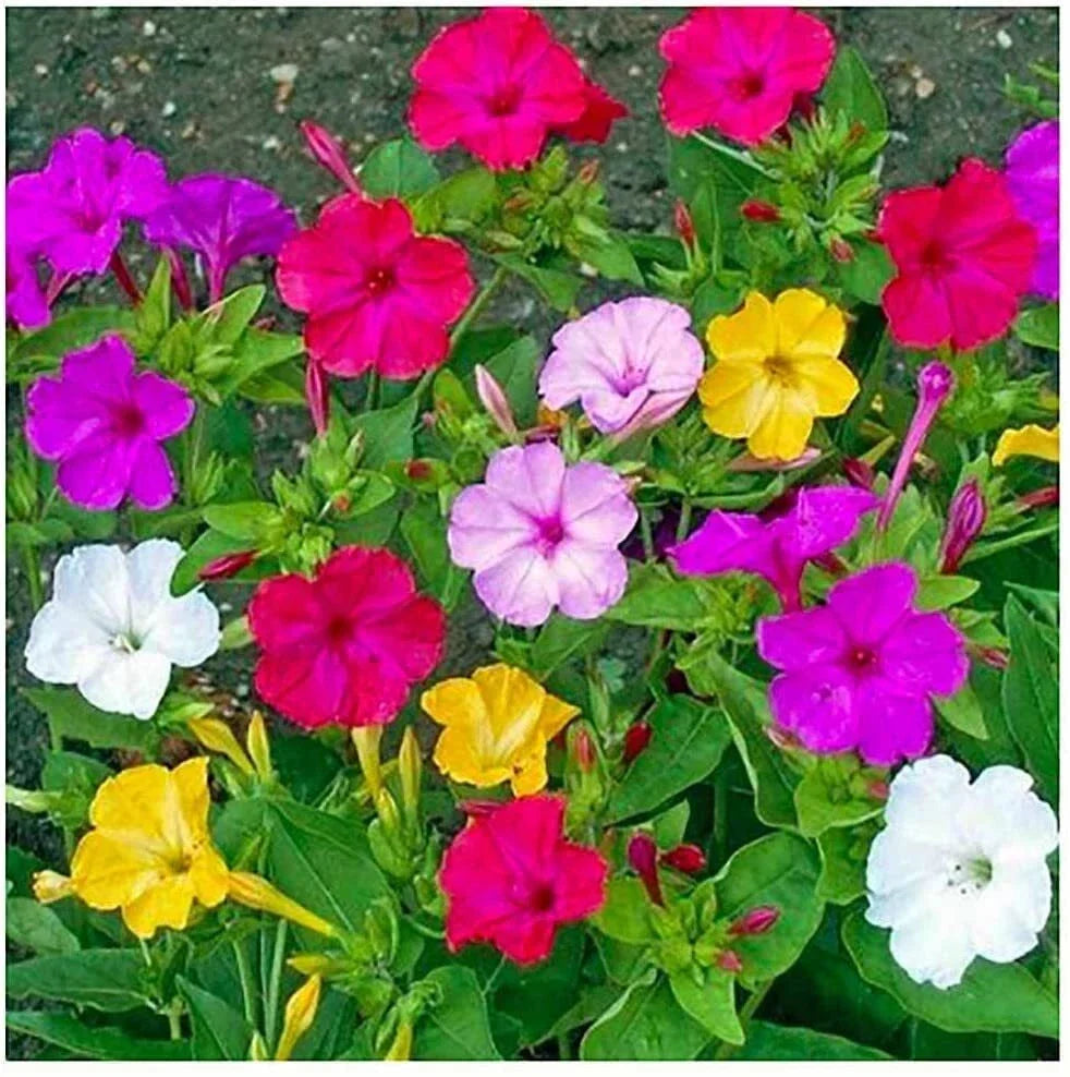 Mixed Four O'Clock Seeds - 100+ Count - Tender Perennial Flower - Mirabilis jalapa - Exotic Garden Plants