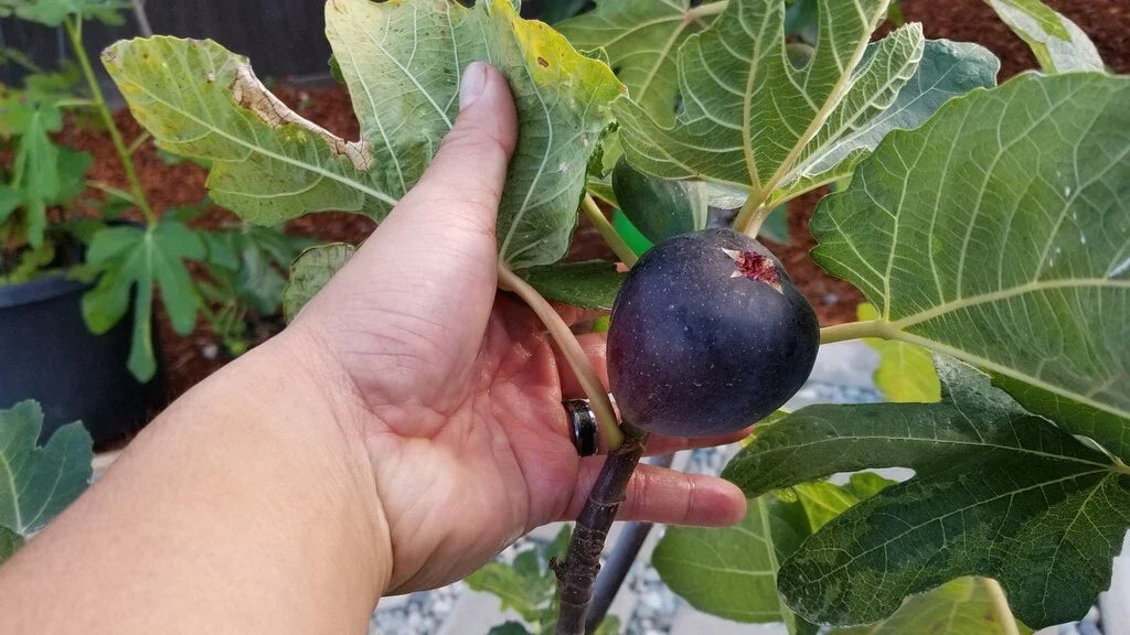 Live Starter Plant 4+ Inches Kathleen's Black Fig Purple Figs Ficus carica Hardy Zone 6 Compact Bushy Growth