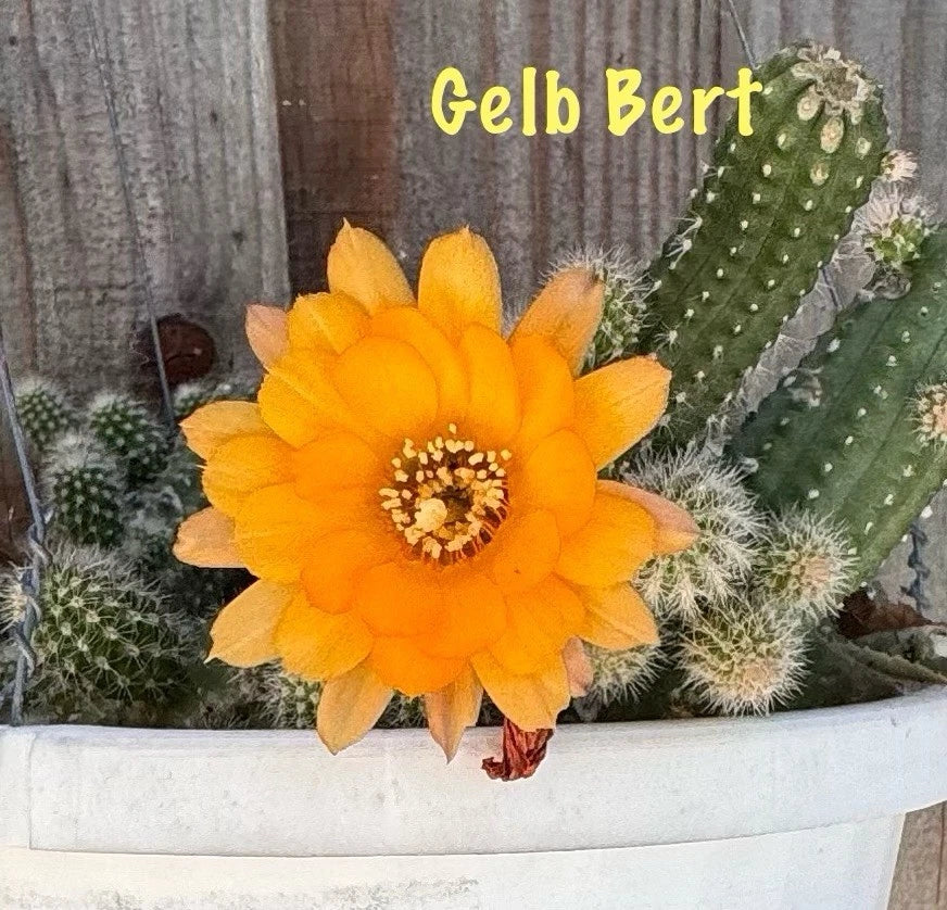 Peanut Cactus Rooted Pups - GELB BERT Hybrid - Chamaecereus silvestrii - 2-Inch Pots - Unique Succulent for Home & Garden