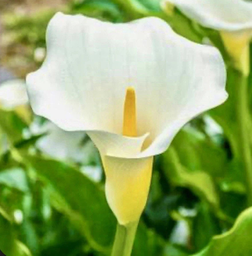 Calla Lily Bulbs - 10 Live White Zantedeschia Aethiopica - Perennial Flower Plant for Indoor/Outdoor Gardens