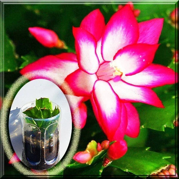 Pink Christmas Cactus 2.5" Live Plant - Schlumbergera Zygo - Ideal for Holiday Decor, Easy Care Indoor Plant