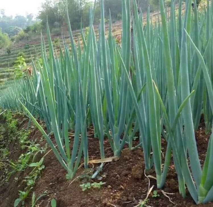 White Lisbon Scallion Seeds - 50 Pack - Green Bunching Onion - Allium fistulosum - Ideal for Home Gardens and Container Planting