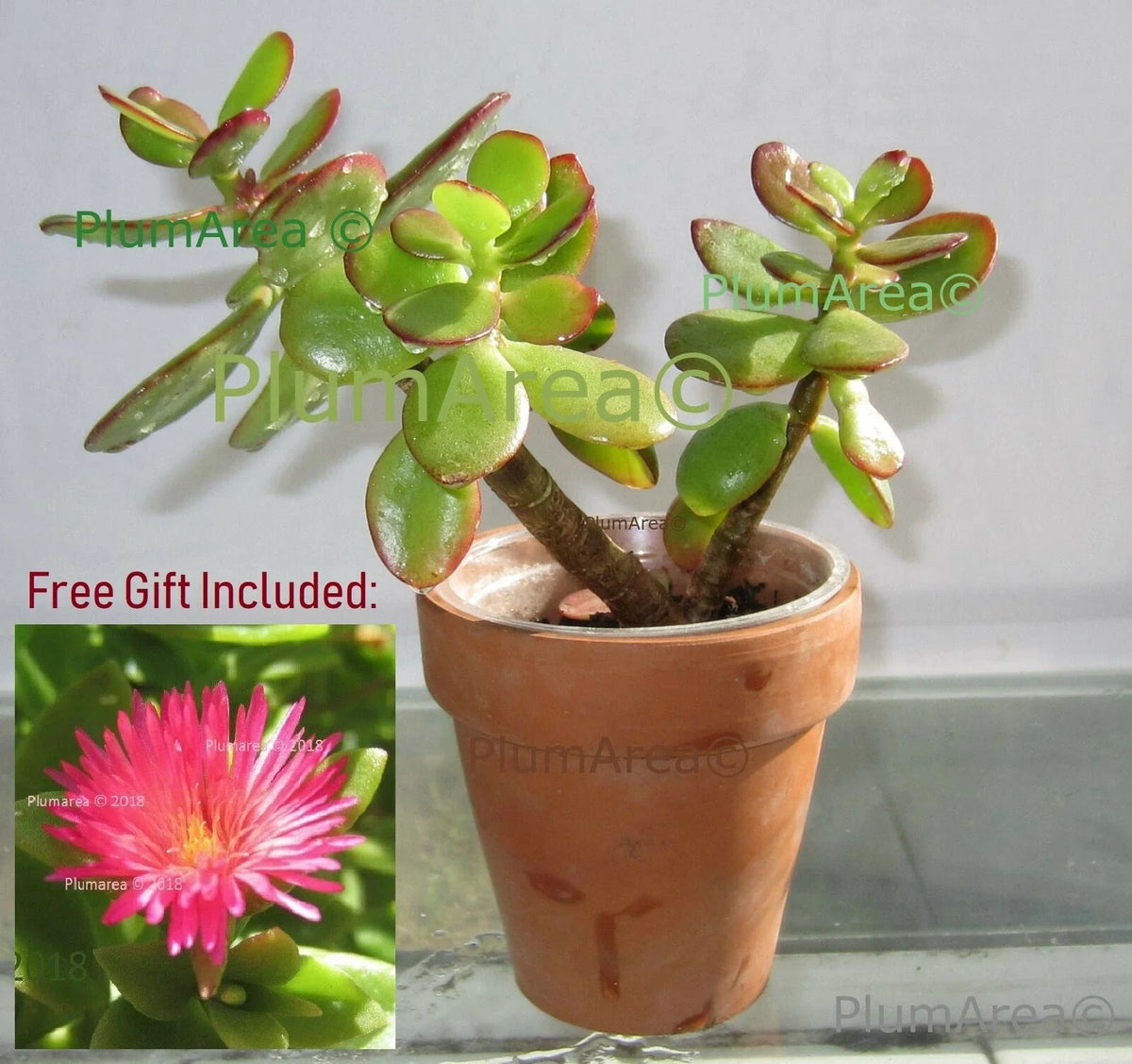 Rooted 4'' Jade Plant Succulent - Crassula Ovata - Drought Resistant Indoor Houseplant for Home and Office Decor