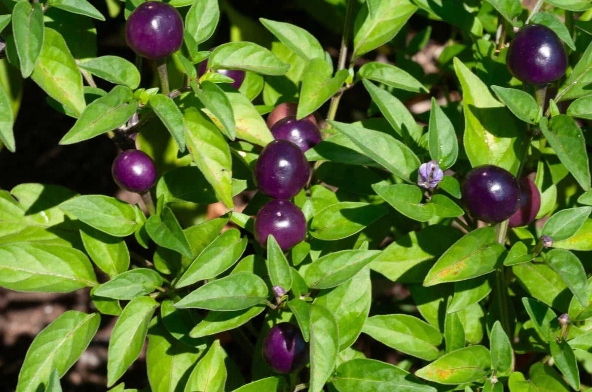 Blue Dream Pepper Seeds - Filius Blue Variety - Capsicum annuum - 50+ Seeds for Container Gardening - Free Shipping