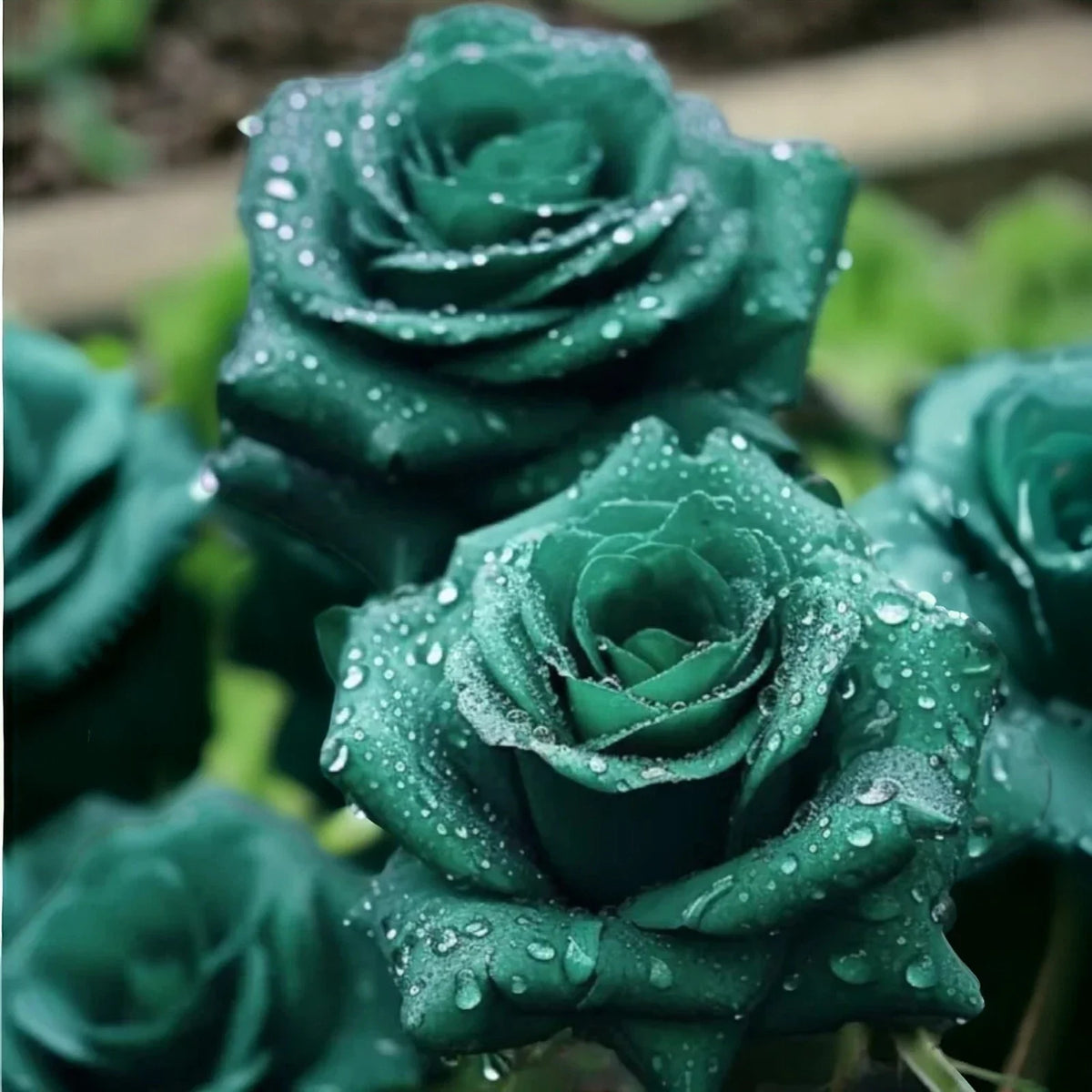 Scottish Green Rose Seeds - 20pcs Non-GMO Heirloom - Rosa spp. - Ideal for Garden Planting & Pollinator Attraction