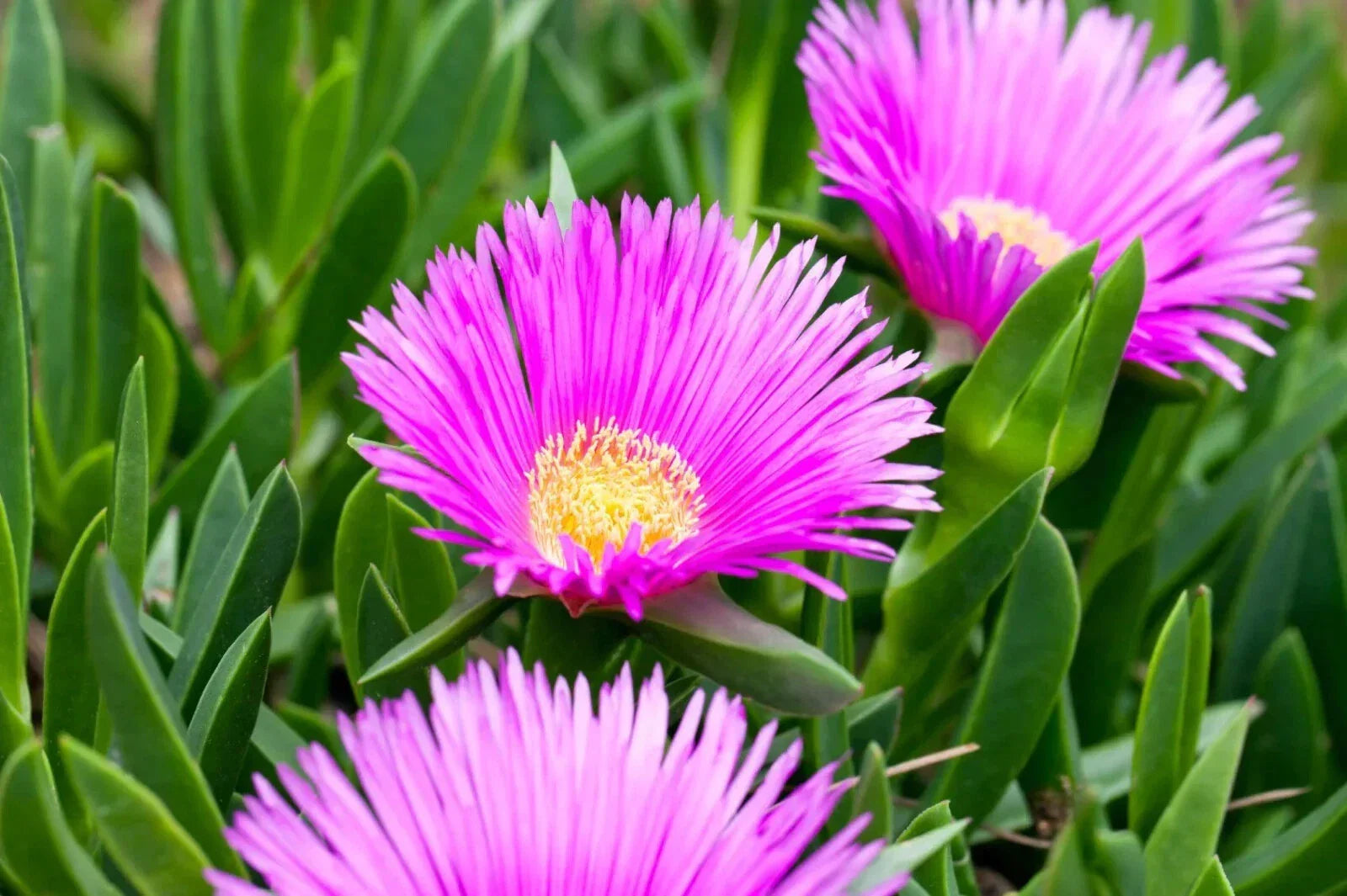 30 Live Ice Plant Cuttings - Ground Cover Succulent - Delosperma spp. - Drought-Tolerant with Purple Blooms