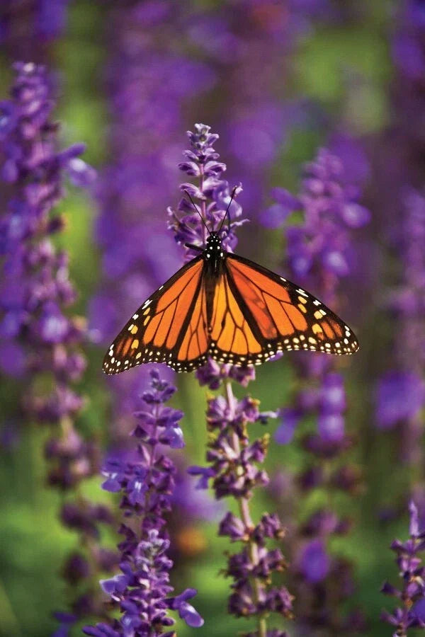 Blue Salvia Seeds - 50 Fresh Chia Seed Variety - Salvia Hispanica - Drought-Tolerant, Pollinator-Friendly Garden Plant