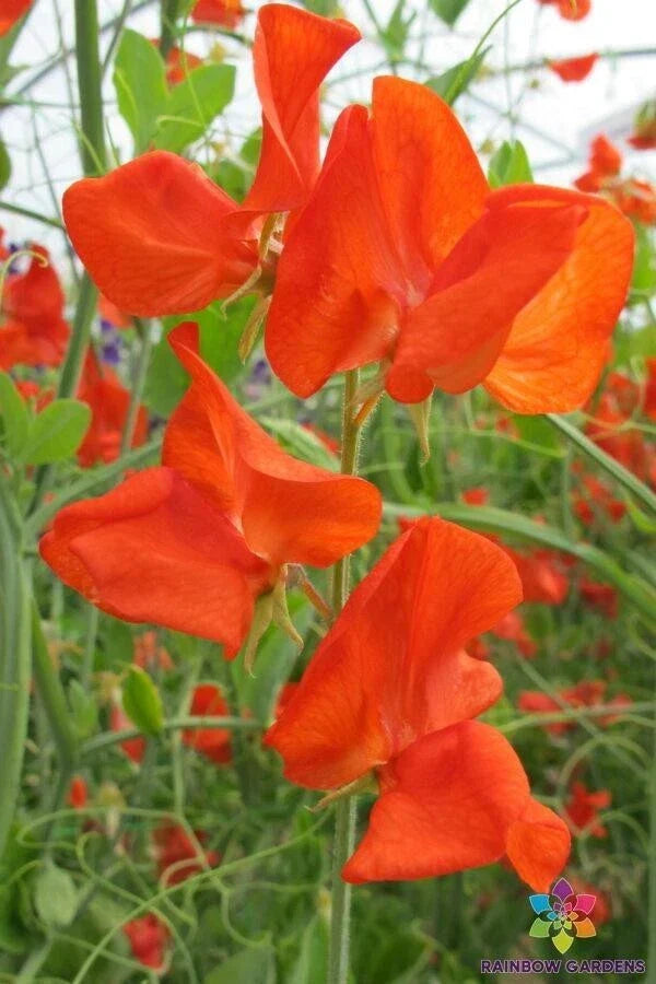 Henry Eckford Sweet Pea Seeds Pack of 50+ - Lathyrus odoratus - Fragrant Mixed Colors for Garden Planting - Non-GMO