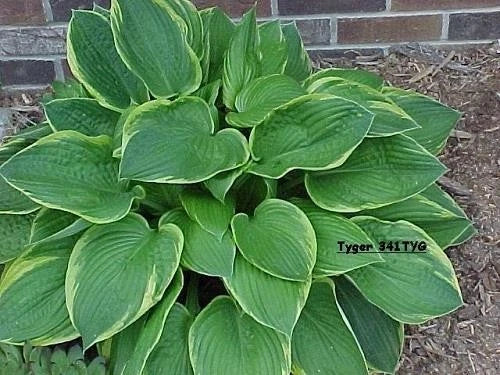 3 Live Hosta Plants - Gold Crown Variety - Hosta 'Gold Crown' - Sun & Shade Tolerant Perennial for Garden Borders & Containers