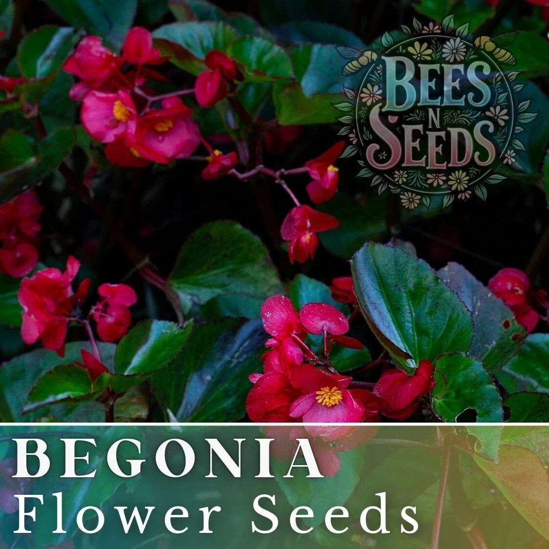 Bold Merlot Begonia Seeds - Non-GMO Flower Seeds - 45 or 125 Seeds - Begonia x tuberhybrida - Deep Red Purple Blooms