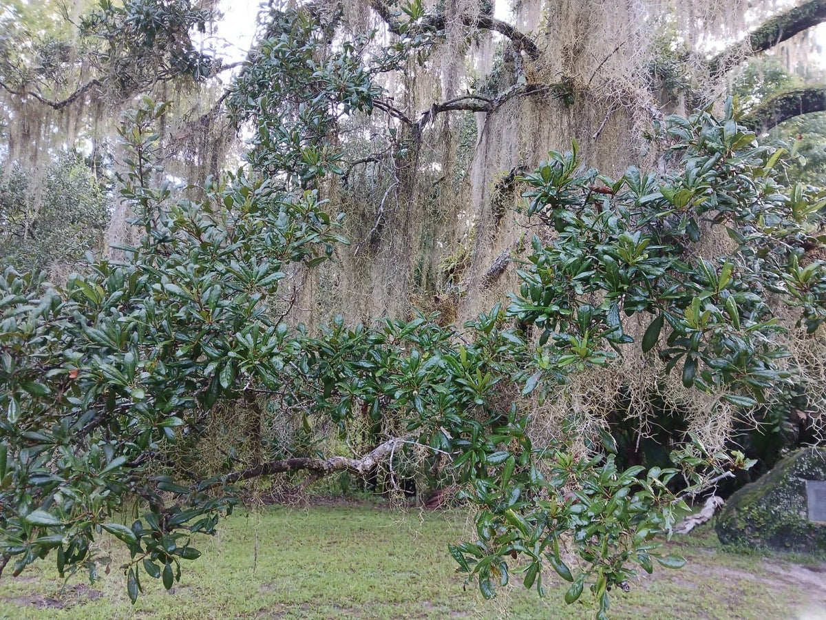Live Oak Tree 10"-14" Evergreen Quercus Virginiana Texas Florida Rooted Plants for Landscaping, Shade, and Wildlife