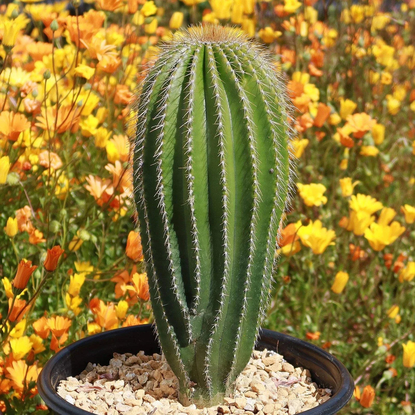 Golden Saguaro Cactus - Live Plant in Pot - Neobuxbaumia polylopha - Indoor/Outdoor Decor - Unique Golden Spines