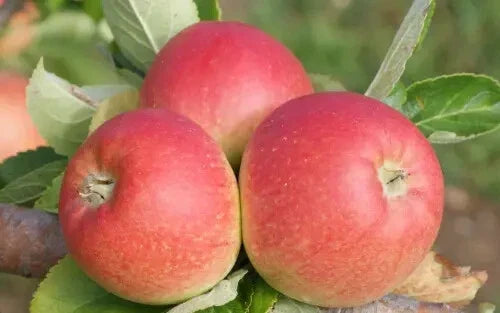 Alkmene Apple Seeds - 25+ Non-GMO Seeds for Planting - Malus domestica 'Alkmene' - Ideal for Home Gardens - USA