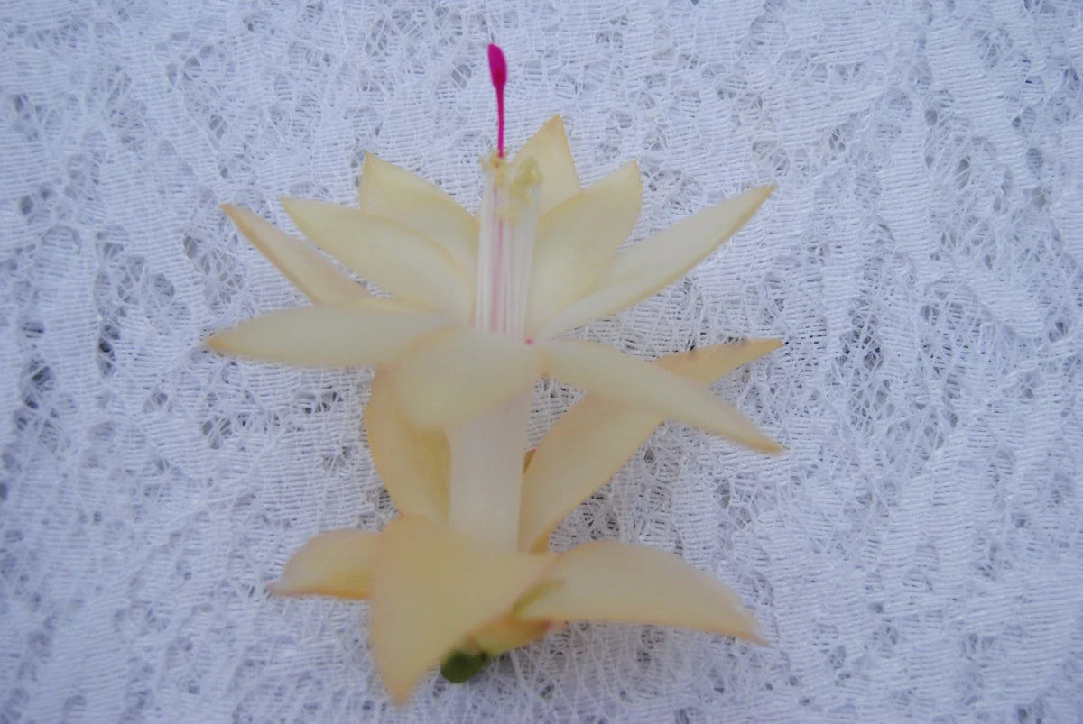 Christmas Cactus Starter Plant - 4-inch Comet - Schlumbergera Truncata - Easy Care Indoor Succulent - Non-Toxic to Pets