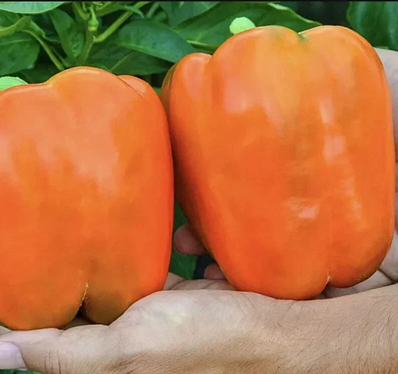 Orange King Bell Pepper Seeds - 10+ Heirloom Organic Non-GMO - Capsicum annuum - Sweet Variety for Home Gardening