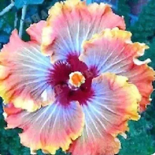 Hibiscus Seeds - 20 Orange Red Flower Seeds - Perennial - Hibiscus rosa-sinensis - Tropical Garden Blooms