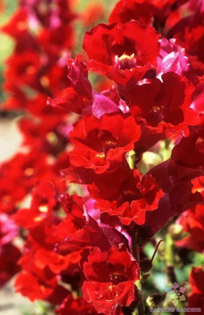 Snapdragon Seeds - 1000+ Bulk Pack - La Bella Red - Antirrhinum majus - Non-GMO - USA Garden Planting