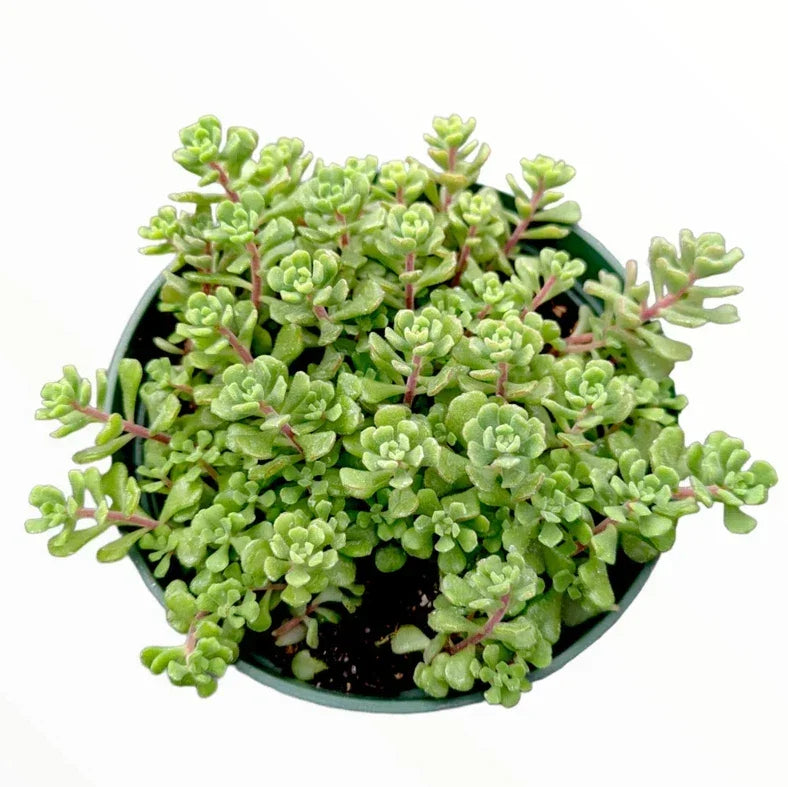 Sedum Versadense Succulent Plant 2 Inch | Korean Greenery | Drought-Resistant Indoor Outdoor Decor | Low-Maintenance Plant