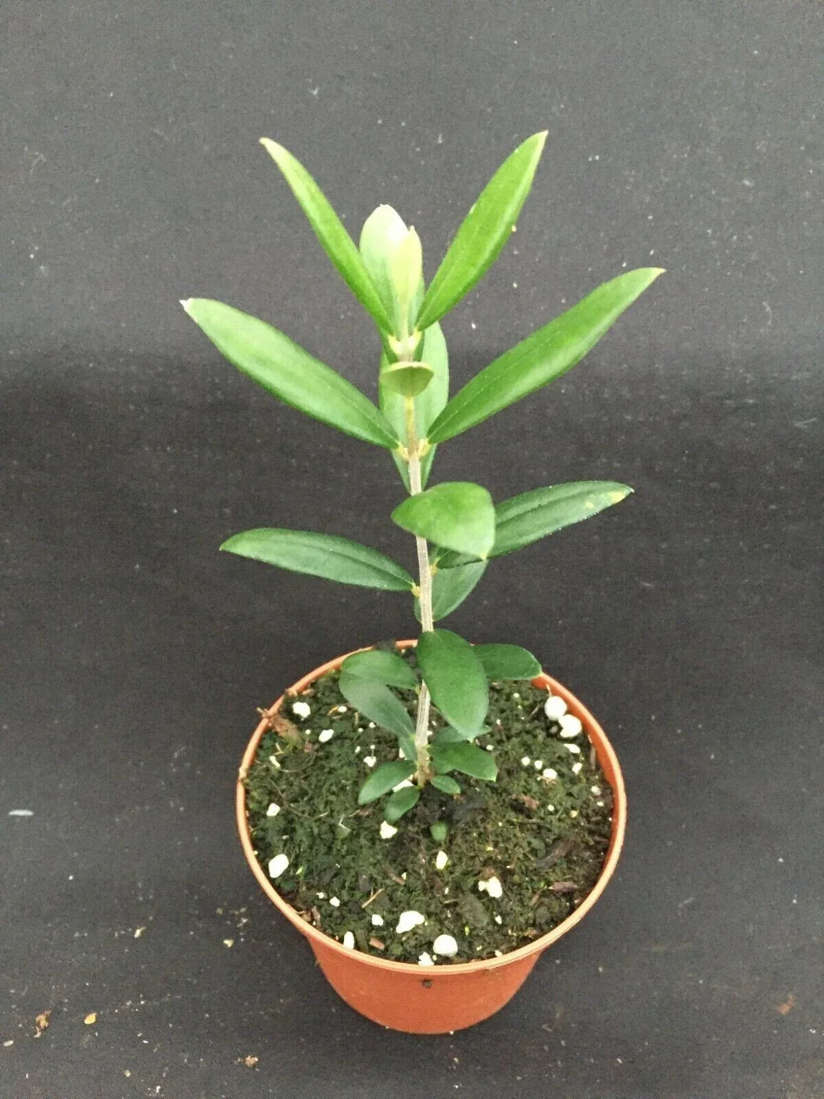 Arbequina Olive Tree 3" Pot - Olea europaea Rooted Plant for Home Growing - Compact, Silvery-Green Foliage