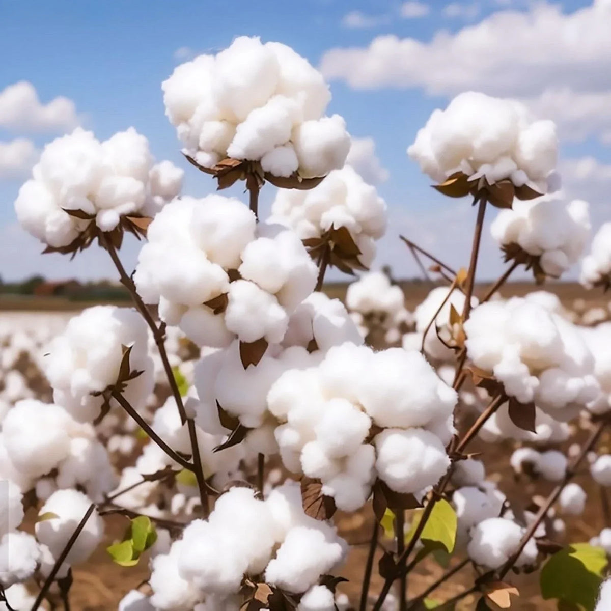 American Cotton Seeds - 50 Pack - Organic Gossypium hirsutum - Sustainable Gardening Variety