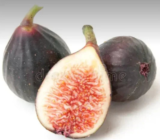 Fig Cuttings 2 Pack Violette de Bordeaux Negronne Ficus carica for Propagation, Low Maintenance, Fertile Variety