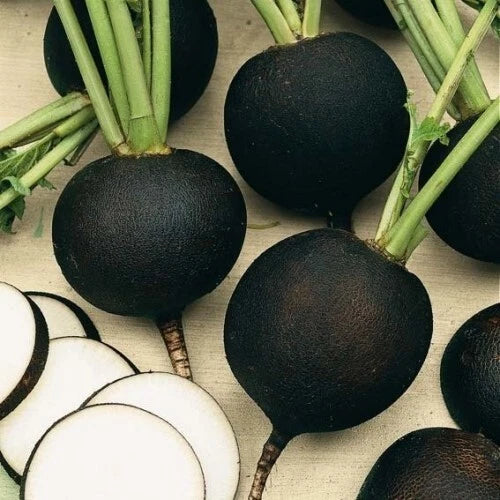 Organic Black Spanish Round Radish Seeds - 100+ Heirloom Seeds - Raphanus sativus - Non-GMO, Crunchy Flavor, Easy to Grow
