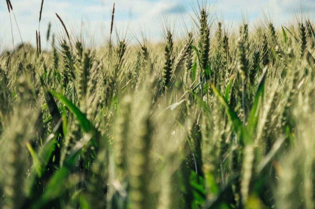 Einkorn Wheat Seeds - 200+ Organic Non-GMO Heirloom - Triticum monococcum - Ancient Grain for Sustainable Gardening