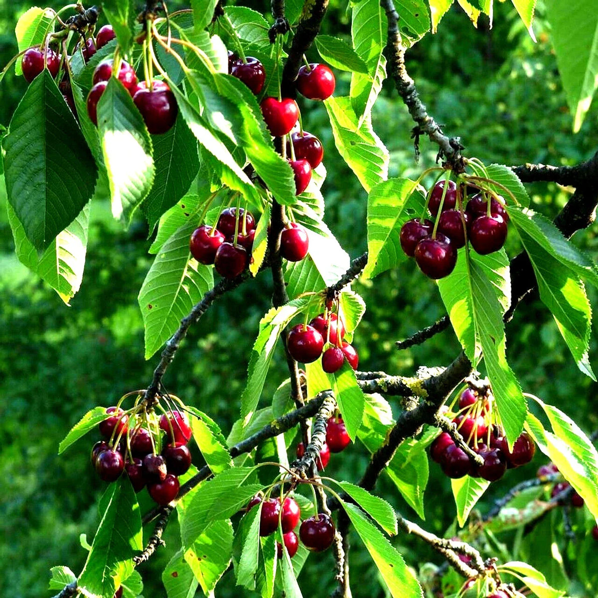 Sweet Mazzard Cherry Tree Seeds - Edible Fruit, Fast Growing, Hardy - Prunus avium - Non-GMO, Zone 4 Gardening