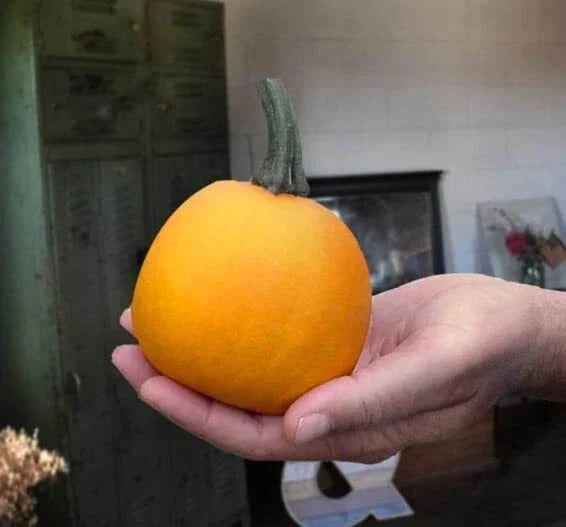 Pumpkin Seeds for Planting - 10 Seeds - Apprentice Variety - Cucurbita pepo - Ideal for Halloween and Cooking
