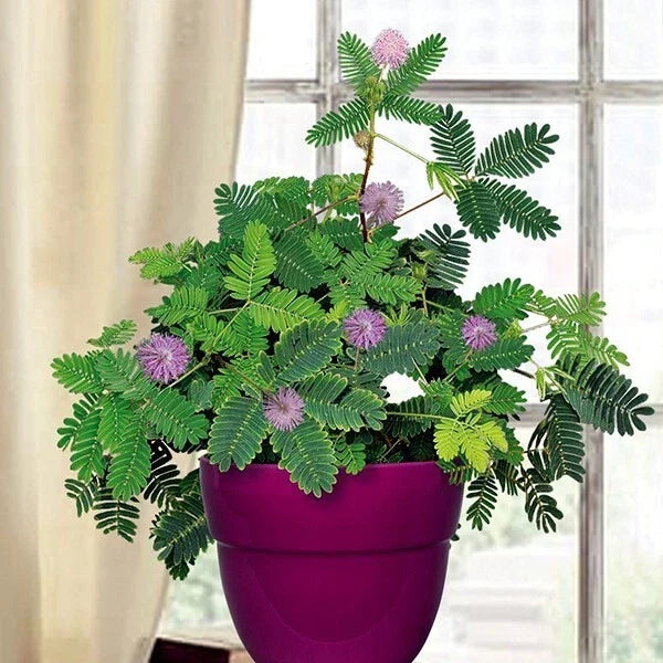 Dwarf Sensitive Plant Seeds - Mimosa pudica - Tropical Indoor Flower Tree Seeds - Pack of 20 for Home Gardening