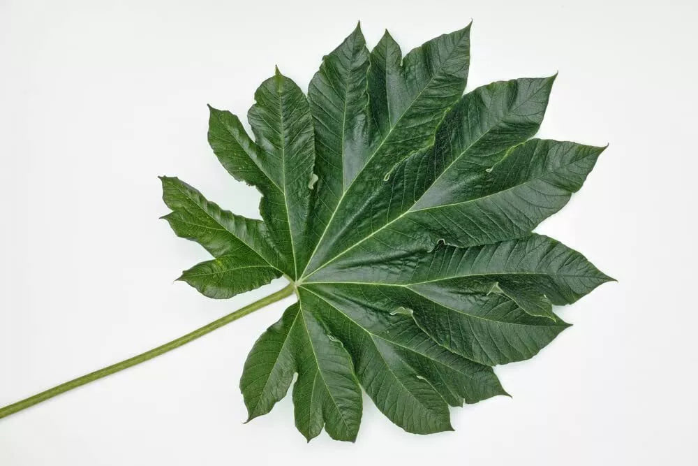 Giant Rice Paper Plant Seeds - 5 Seeds - Tetrapanax papyrifer - Tropical Foliage for Gardens - Low Maintenance Gardening