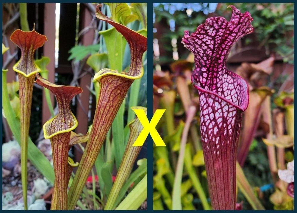 Sarracenia Seeds - 10 Pack - Wasp Hybrid (Flava x Alata x Leucophylla Neon Pink) - Sarracenia flava x leucophylla