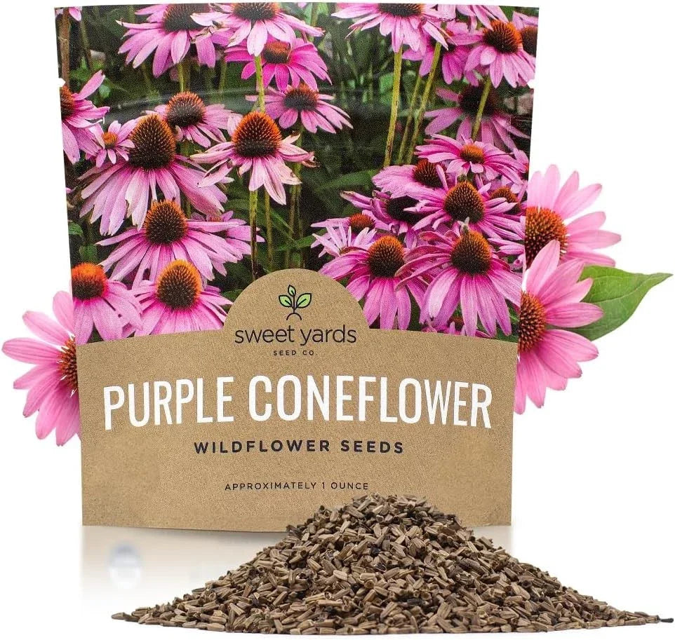 Purple Coneflower Seeds - Extra Large Packet - Echinacea purpurea - Over 1 Ounce for Garden Planting