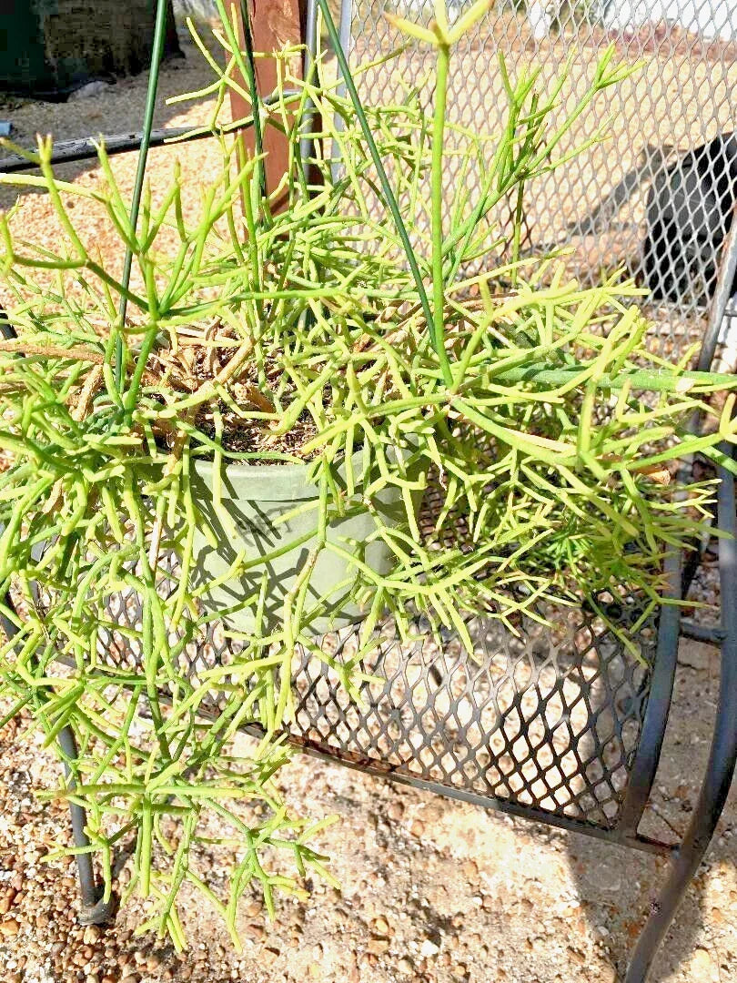 Fresh Cuttings Rhipsalis heteroclada | Rare Orchid Cactus | Unique Indoor Plant Decor | Trailing Growth Habit
