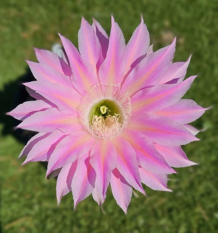 Echinopsis Hybrid Cactus Offset 4-Inch Rare S3X ON THE BEACH MEX 388-2 Rooted Plant Echinopsis spp. for Collectors