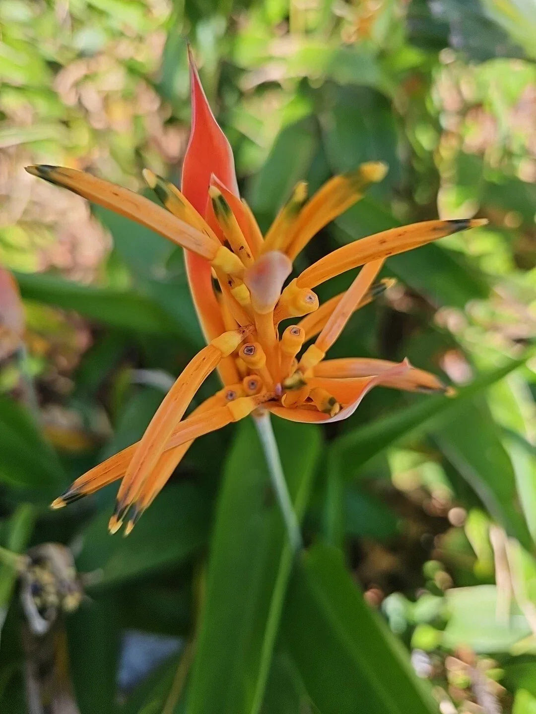 Parrot's Beak Plant 4" Pot Orange Heliconia psittacorum Live Rooted Tropical Flowering Plant