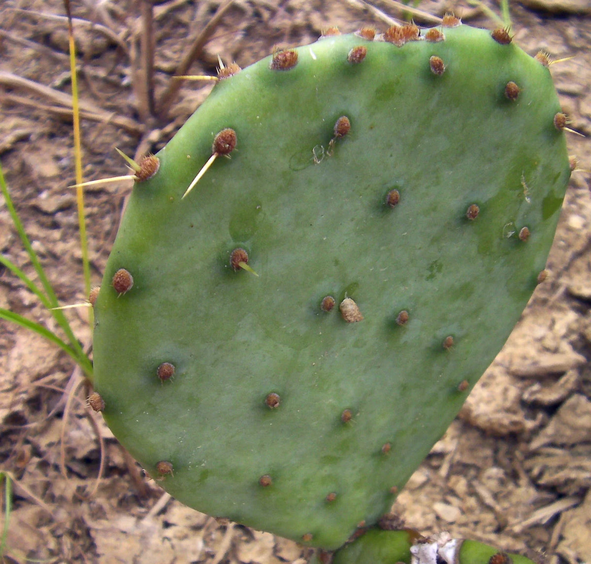 Large Prickly Pear Cactus Cuttings - 2 Pads, Purple Santa Rita Variety, Opuntia violacea Succulent Plant