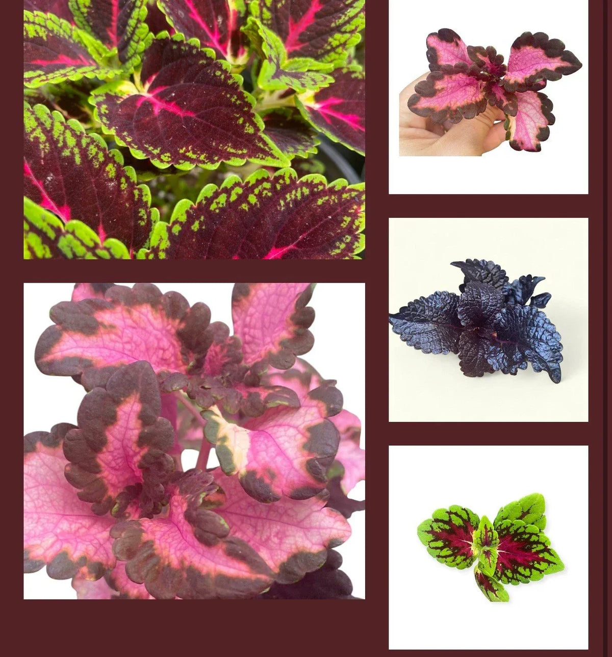 Coleus Rooted Cuttings Set of 10 Varieties - Colorful Live Plants for Gardens and Pots (Plectranthus scutellarioides)