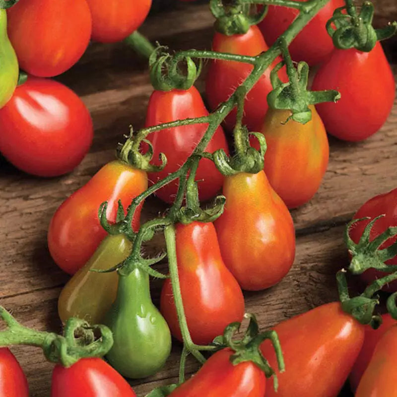 Red Pear Tomato Seeds 100 Ct - Heirloom Non-GMO Vegetable Garden - Solanum lycopersicum - Sweet Juicy Tomatoes for Home Gardening