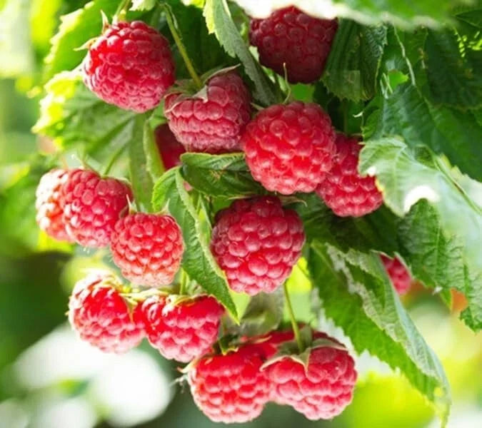 Latham Raspberry Plant - 2-Year-Old Starter - Rubus idaeus 'Latham' - Easy to Grow, High-Yielding, Cold-Hardy Variety