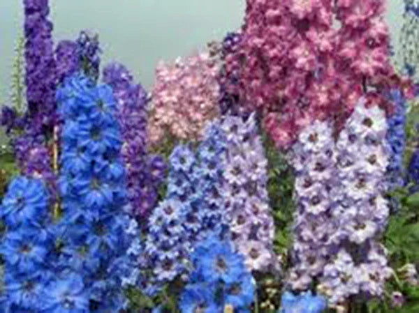 Giant Imperial Larkspur Seeds - 100+ Cut Flower Seeds - Delphinium ajacis - Vibrant Blooms for Gardens and Arrangements