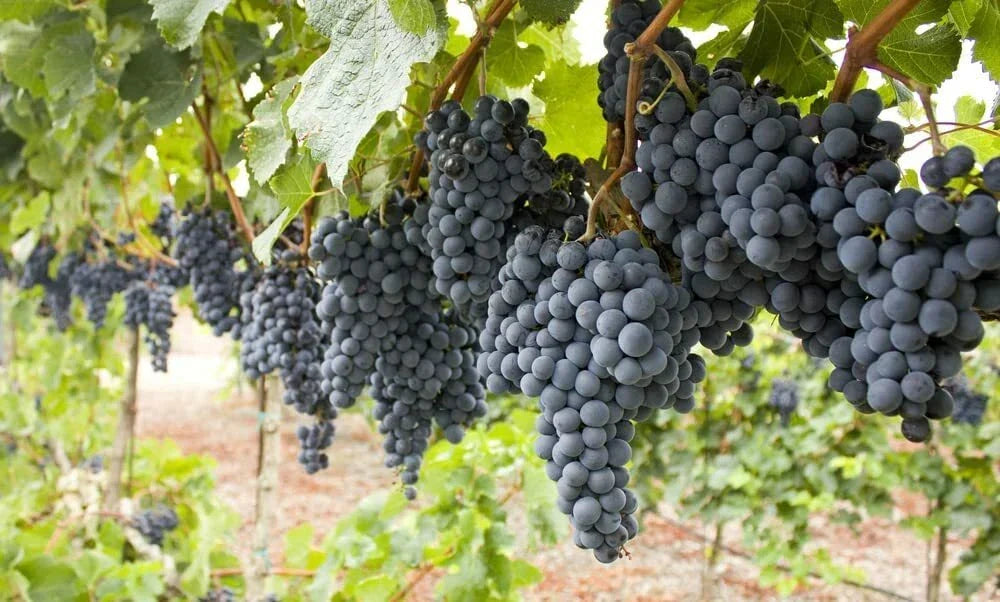 50 Wine Grape Vine Seeds for Planting, Vitis vinifera, Ideal for Winemaking, Ships from Iowa, USA