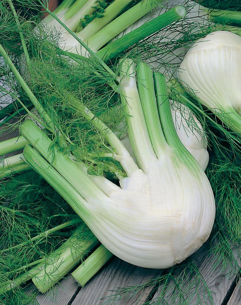 Florence Fennel Herb Seeds 250+ Non-GMO Foeniculum vulgare var. dulce for Home Gardening, Culinary Use, and Attractive Foliage