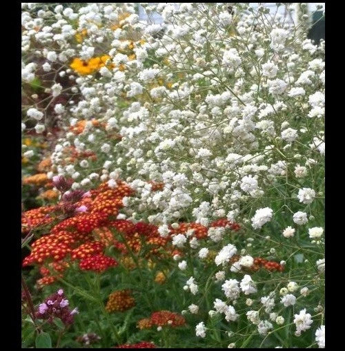 Baby's Breath Flower Seeds - 100/500/1000 White Gypsophila Elegans - Easy to Grow for Bouquets & Arrangements